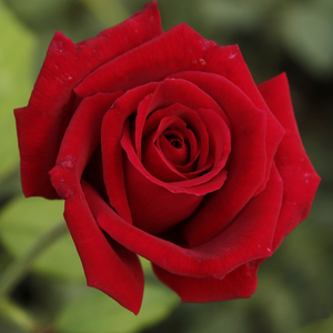 Rdeča - Roza - Avon™ - Na spletni nakup vrtnice